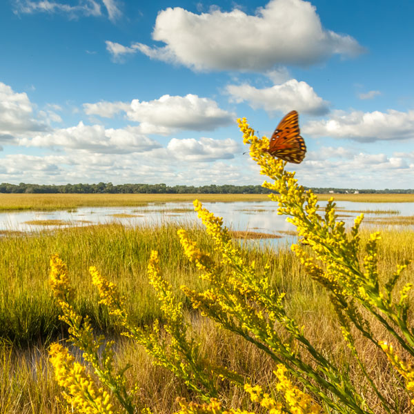 Birding Hot Spots of Georgia’s Golden Isles 7