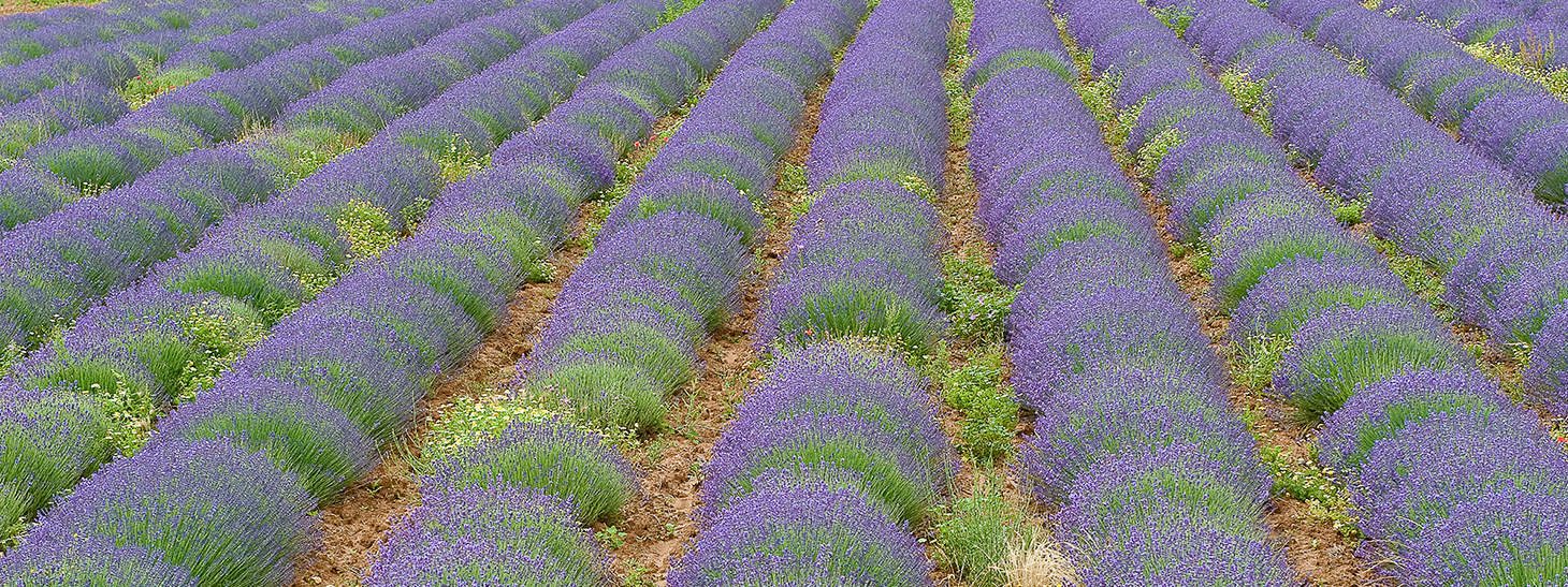 Beautiful lavender field