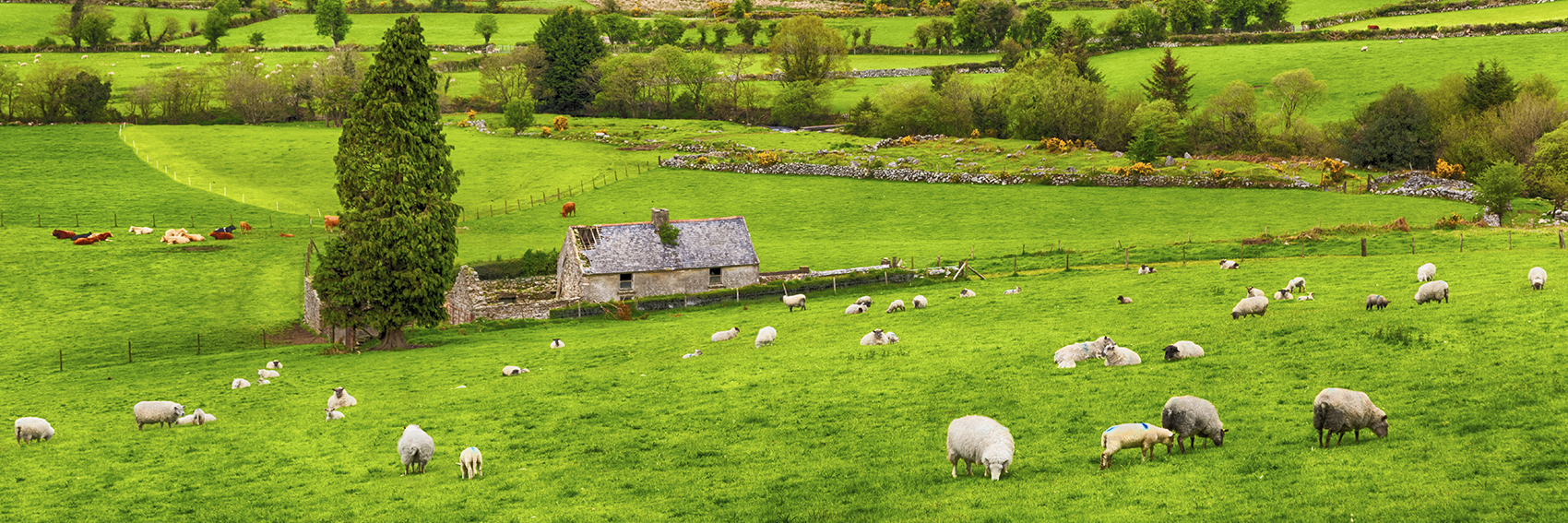 The Best of Dingle Bay, Ireland 7