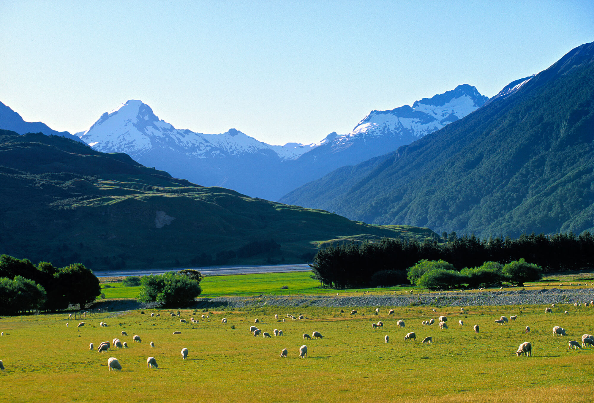 The Treasure of the Maori 1