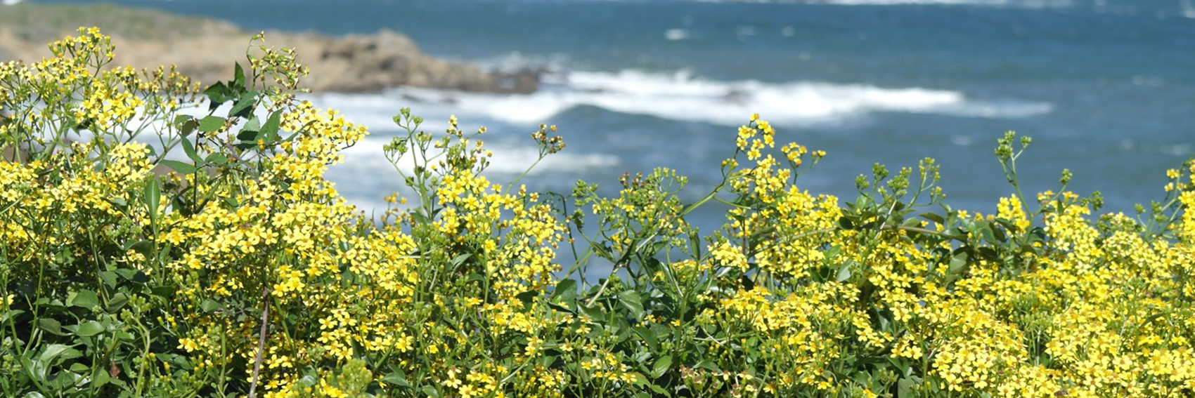 Seven Photos that Reveal Cornwall’s Enchanting Appeal 8