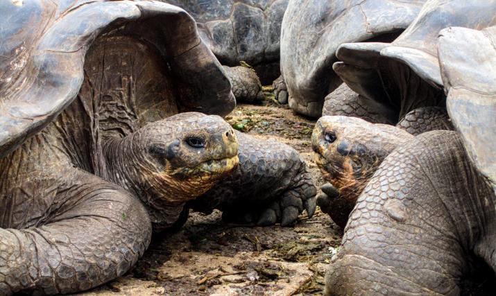 Animals of the Galápagos: A Slide Show