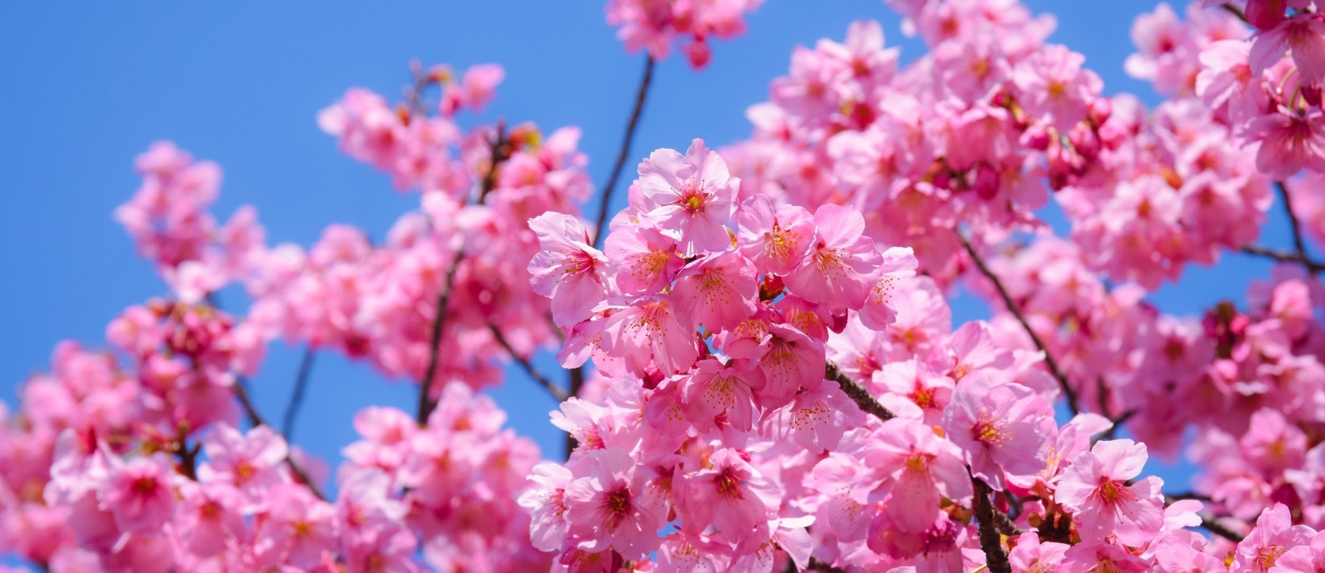 Savoring Cherry Blossom Season in Japan