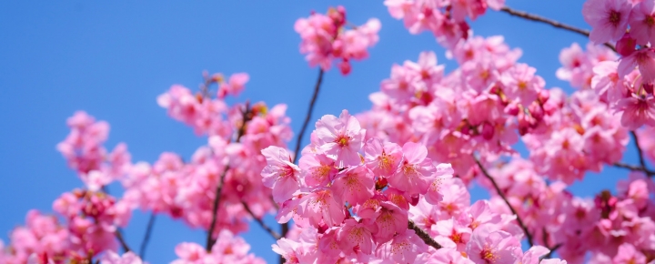 Savoring Cherry Blossom Season in Japan