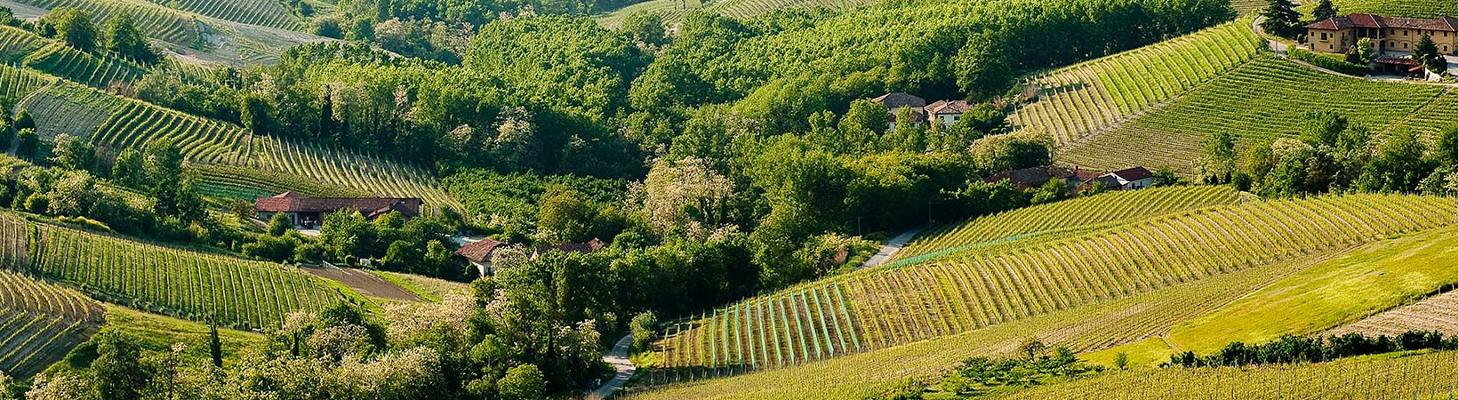 Truffle Hunting: The Inside Scoop on a Fascinating Tradition