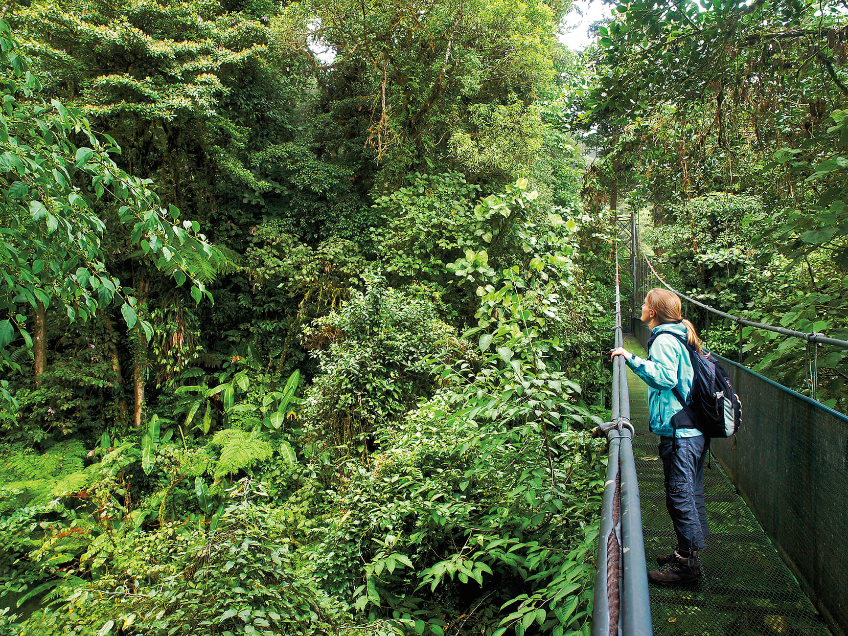 Howlers and Howling in Costa Rica 1