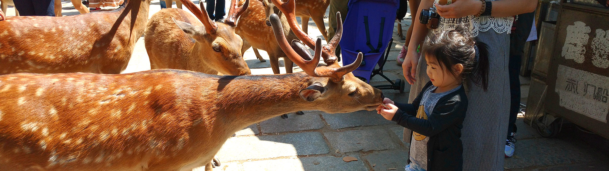 Five Sights That Make Japan’s Nara Park So Remarkable 2