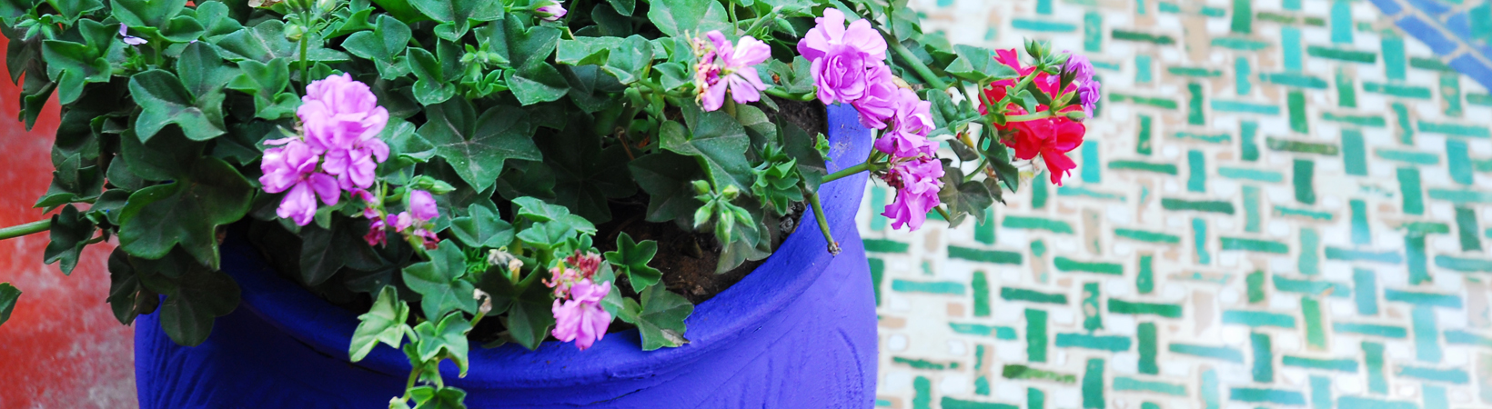 My Blue Heaven: Inside Majorelle Garden 5