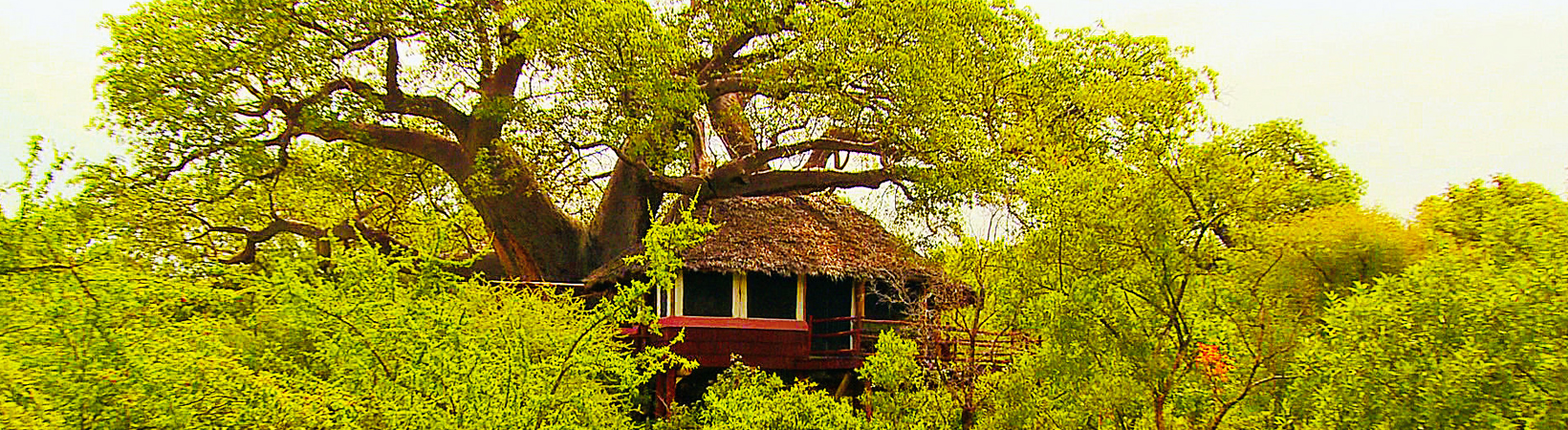 Sleeps to Remember: A Night in Tarangire Treetops in Tanzania 2