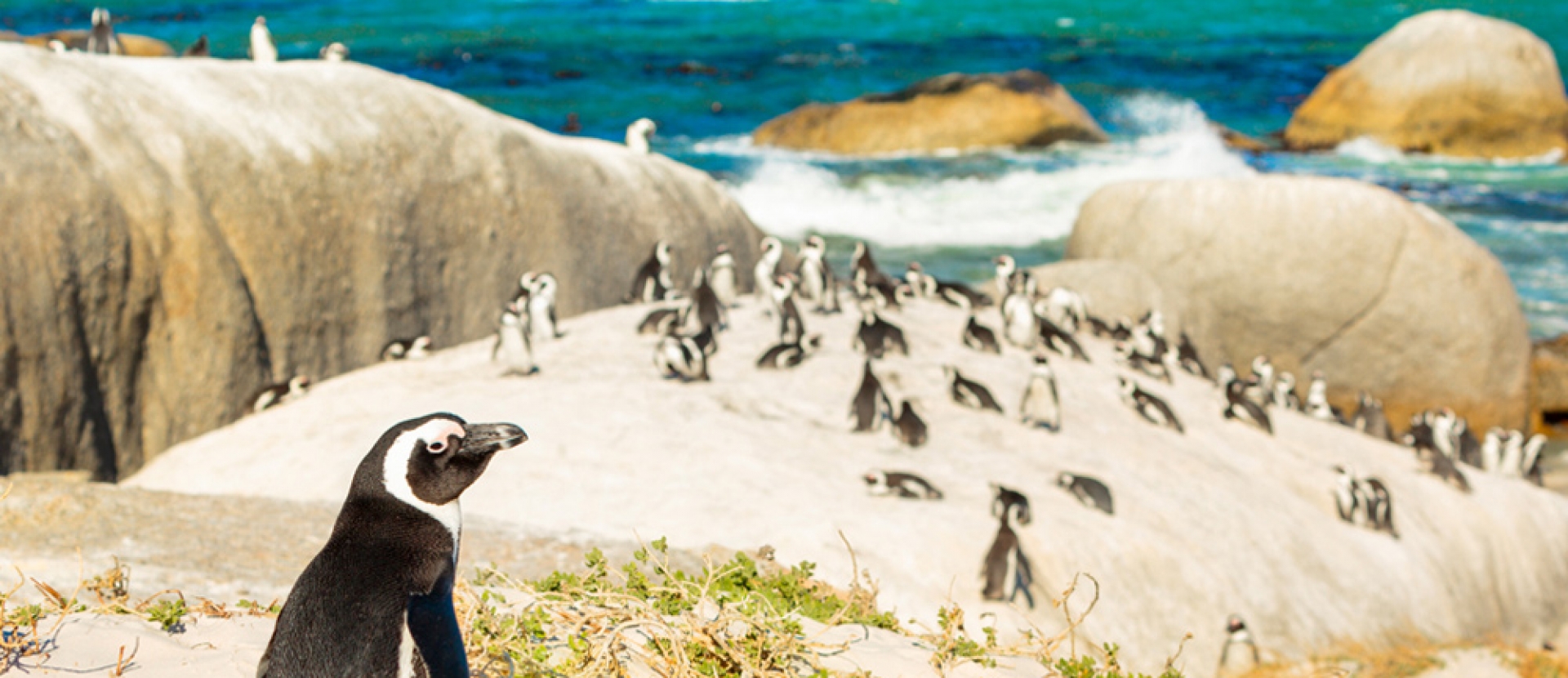 Penguins in Boulder Beach, South Africa