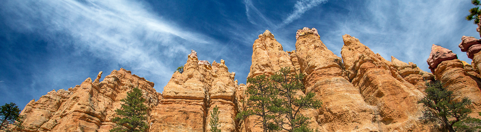 The Wildflowers of Bryce & Zion Canyons 9