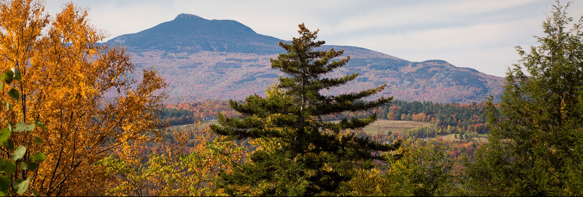 Fir trees and mountains in Vermont