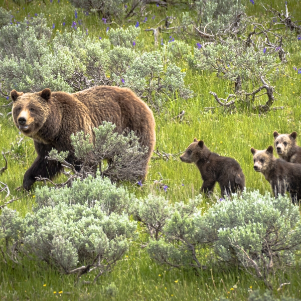 The Top Yellowstone Tips from Our Guides 6