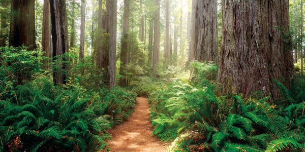 Pathway in Redwood Forest in California