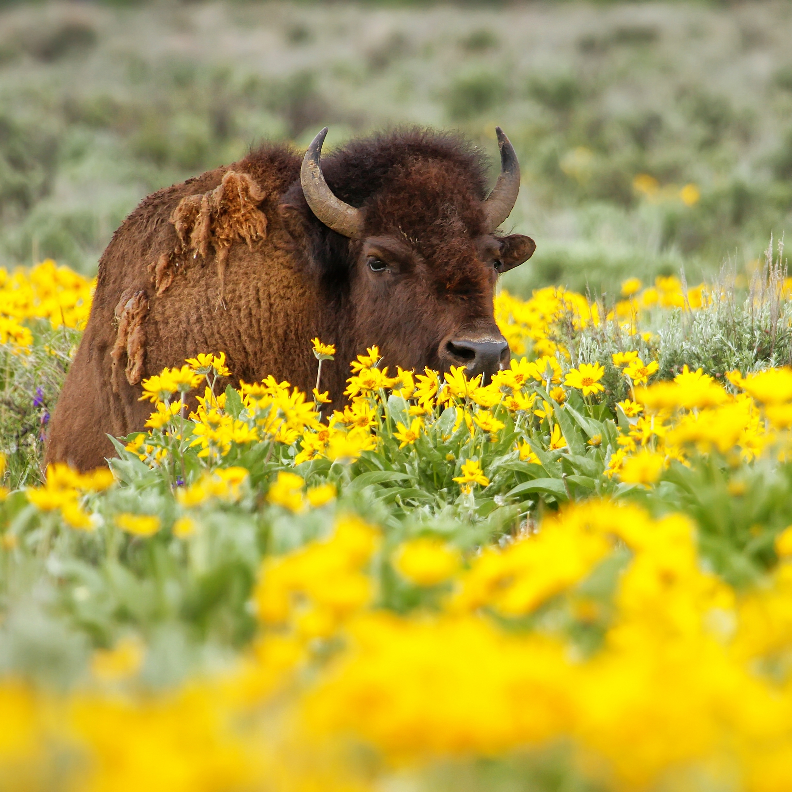 The Top Yellowstone Tips from Our Guides 5