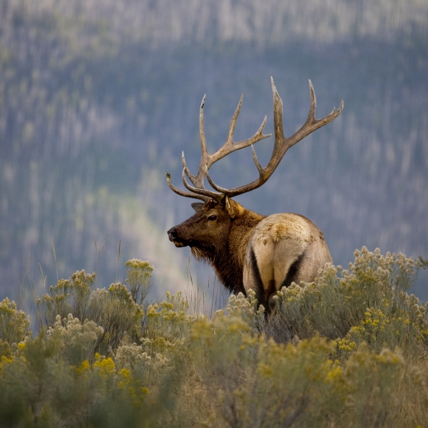 The Top Yellowstone Tips from Our Guides 4