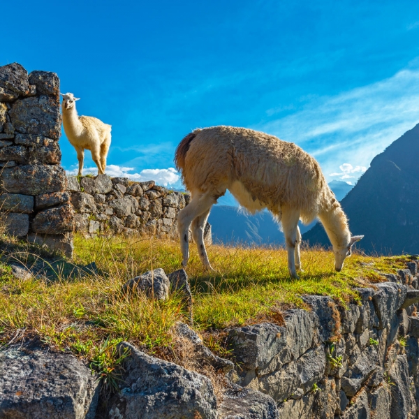 The Top Things to Do in Peru (Besides Visiting Machu Picchu) 6