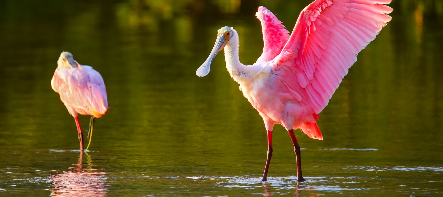 Birding Hot Spots of Georgia’s Golden Isles 11