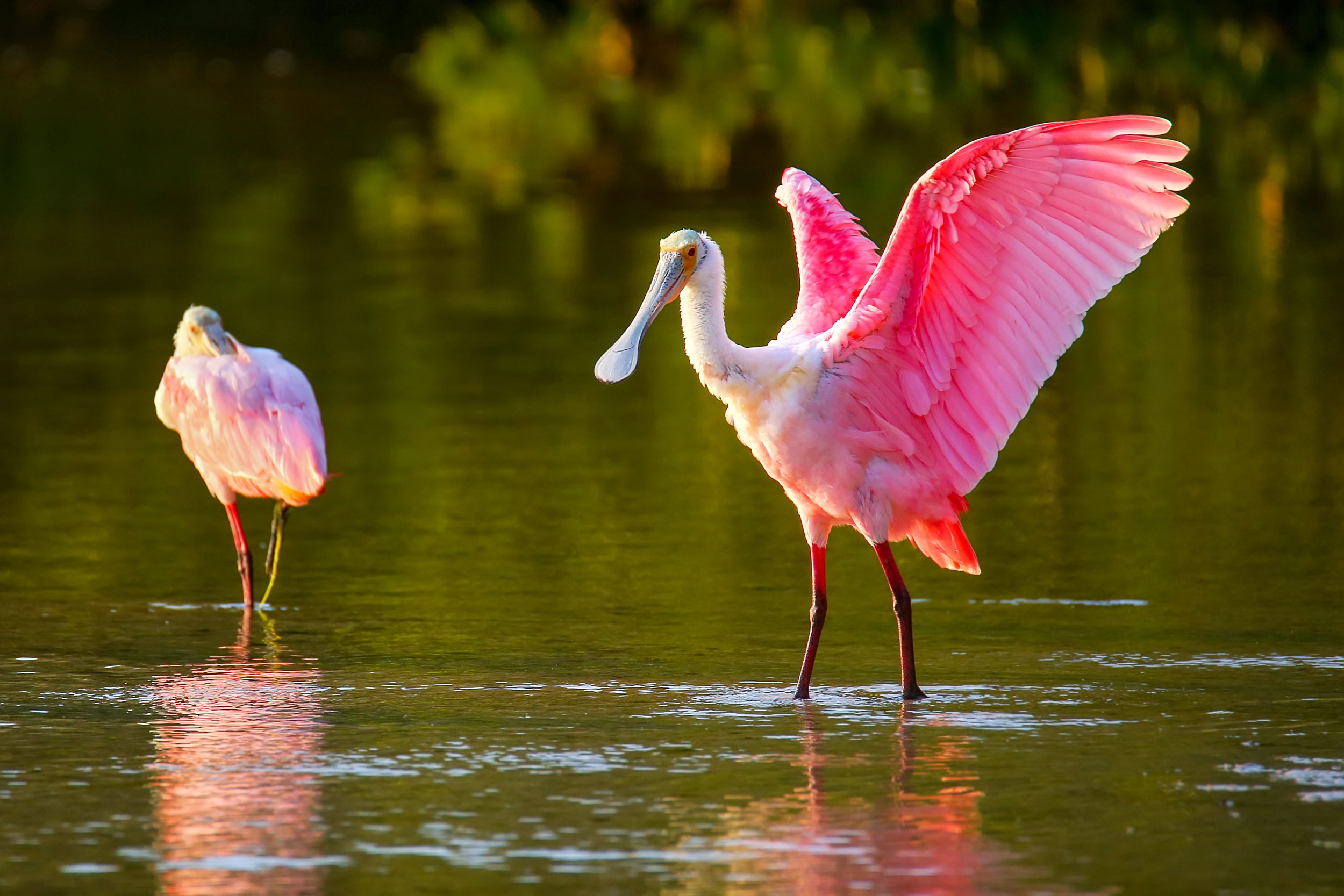 Birding Hot Spots of Georgia’s Golden Isles 11