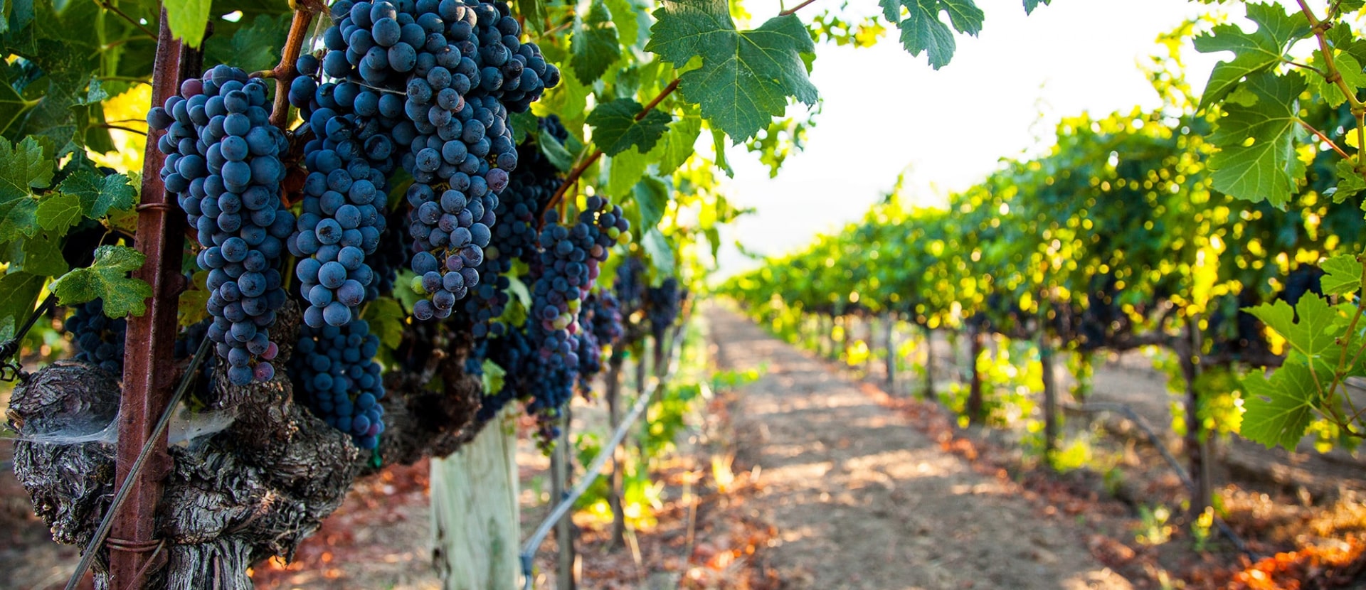 Grapes in vineyard closeup