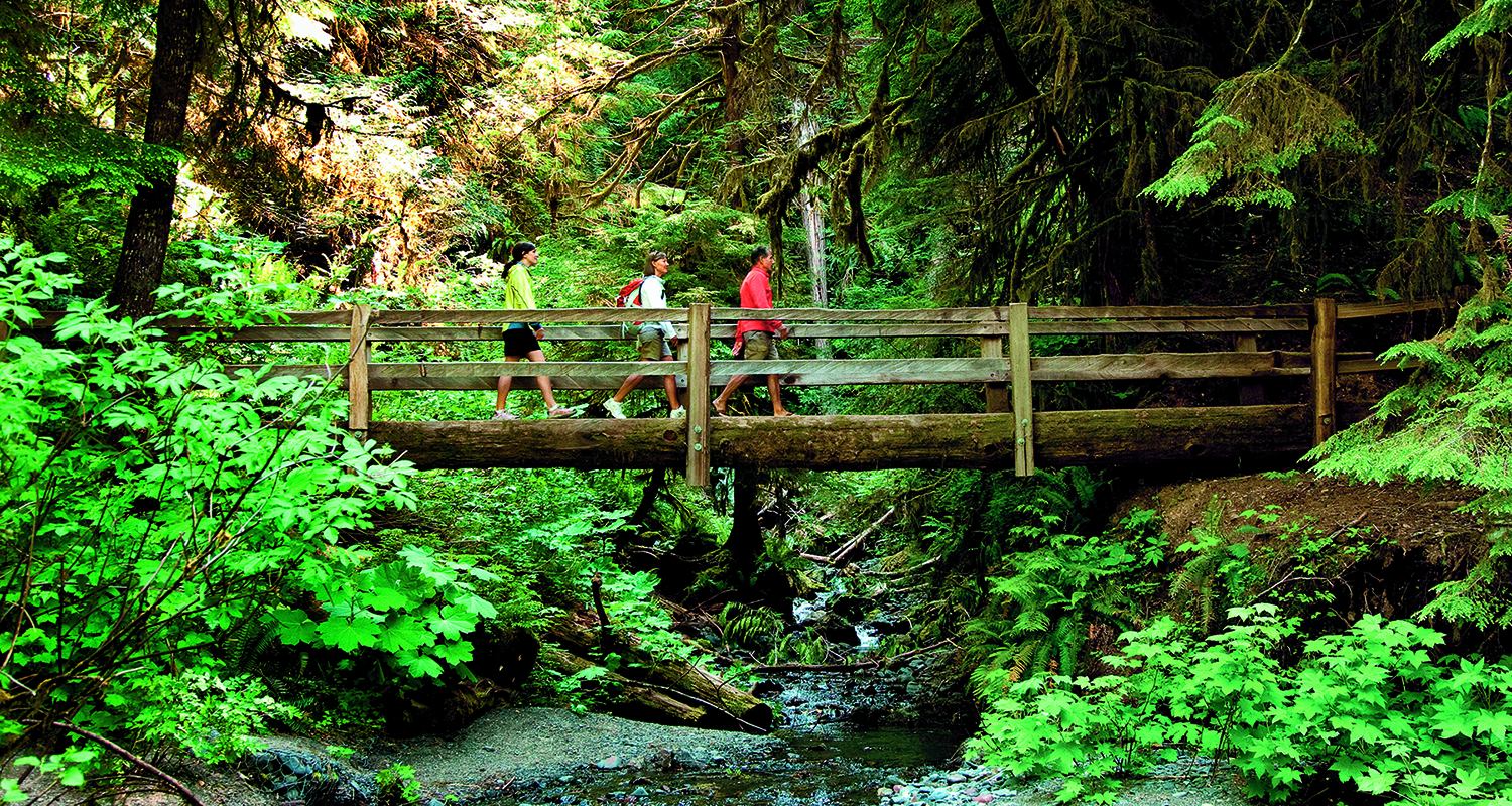 Hikers crossing bridge in a rainforest