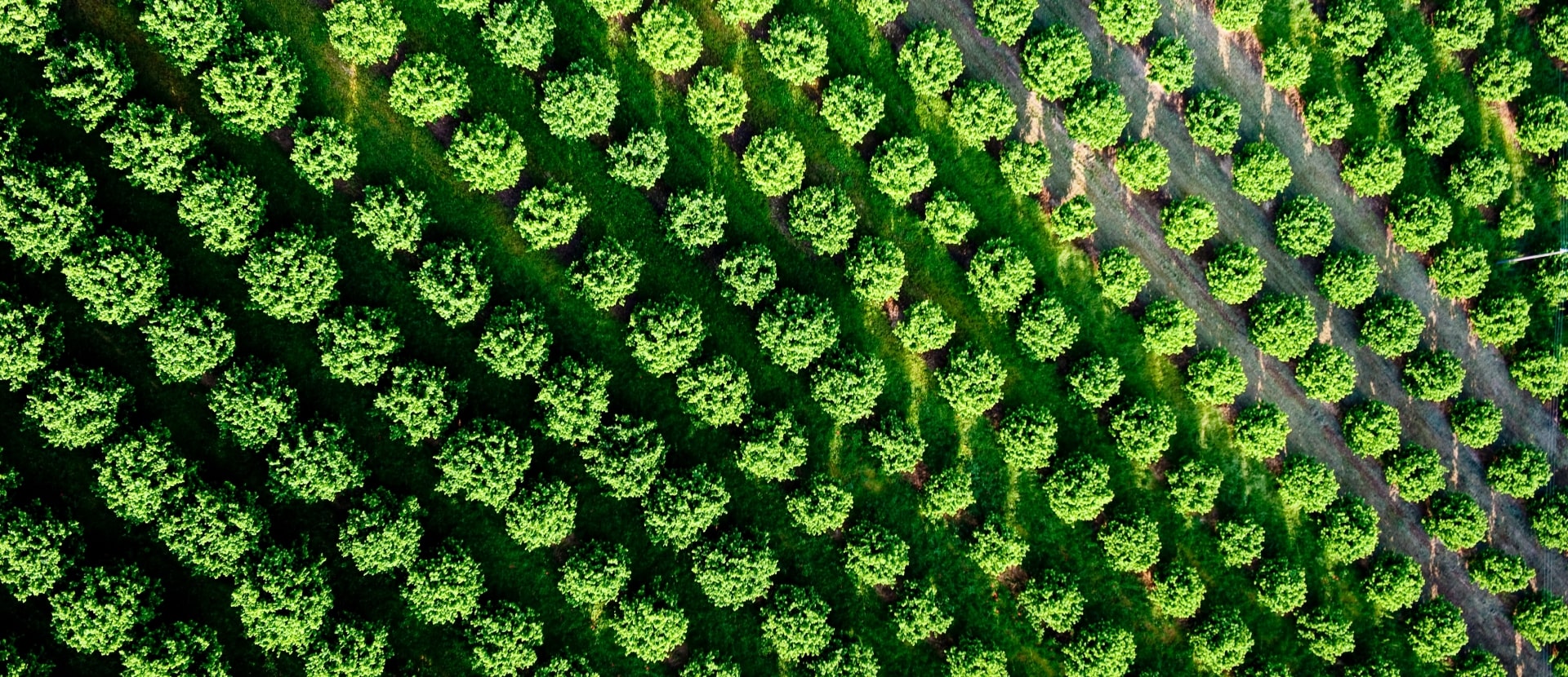 vineyard aerial view