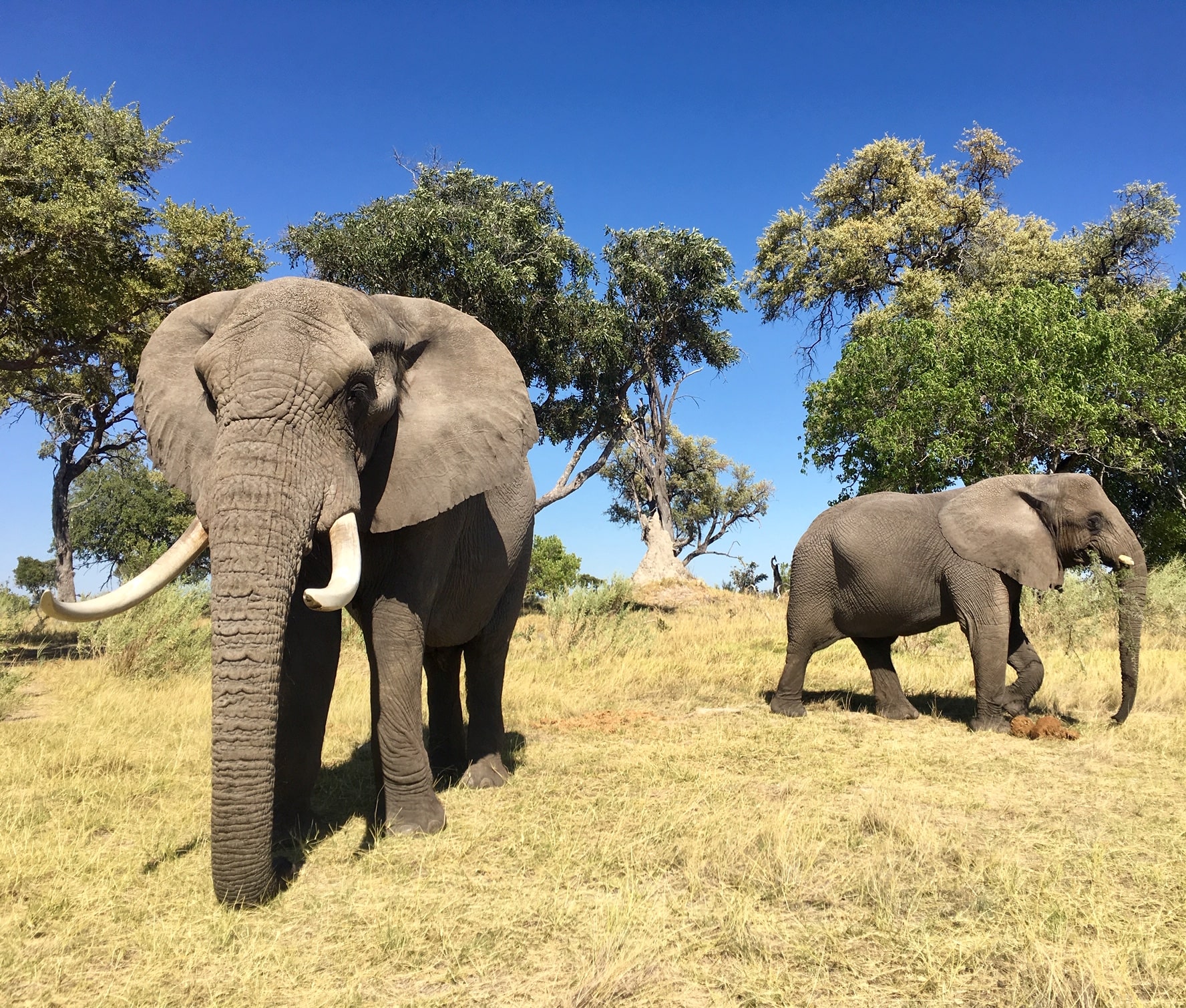 Two elephants in Botswana