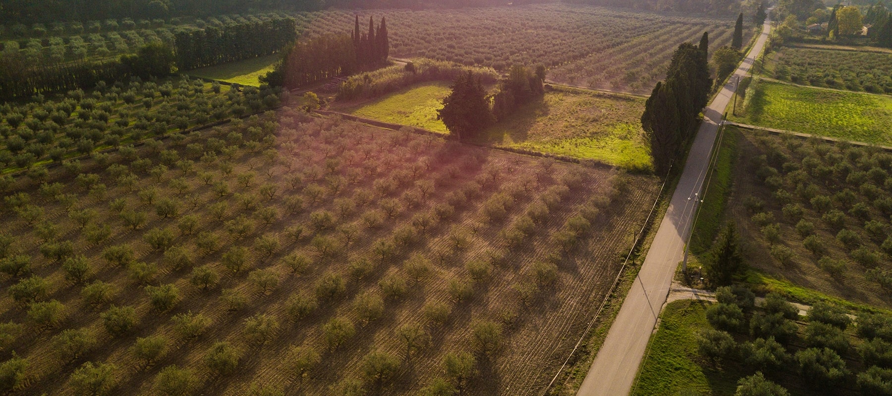 Aerial view of field