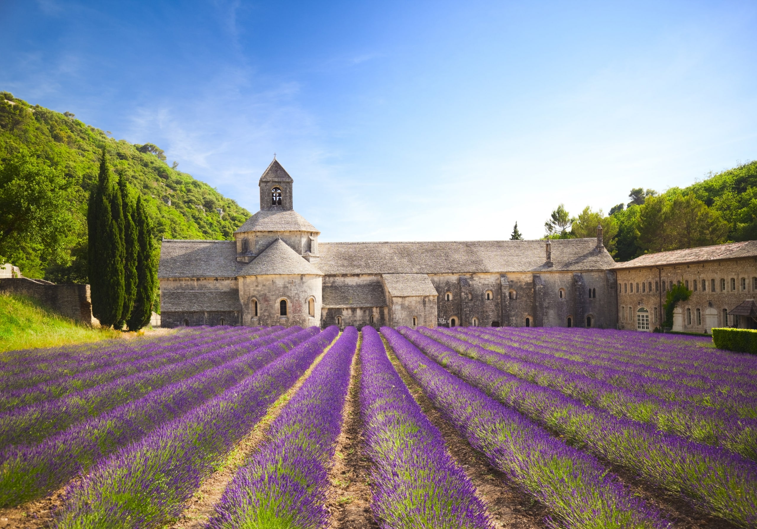 Field of purple flowers