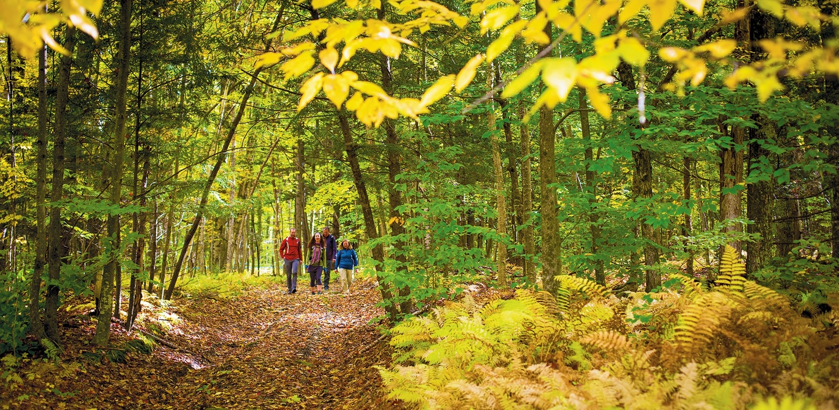 Family walking down trail in forest